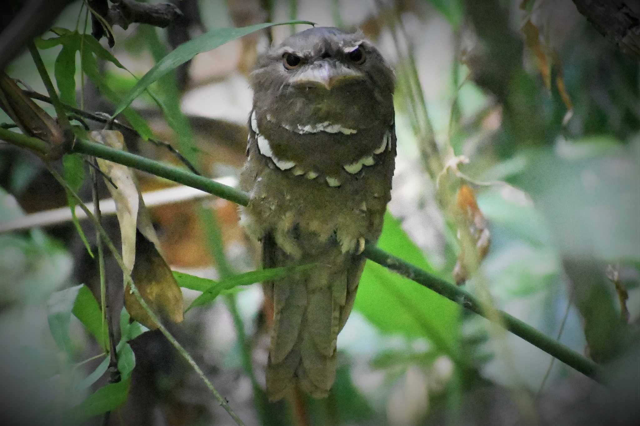 フィリピン　ボホール フィリピンガマグチヨタカの写真 by でみこ