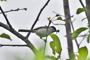 ハシブトガラ 阿寒国際ツルセンター 2019年7月30日(火)