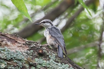 ゴジュウカラ 阿寒国際ツルセンター 2019年7月30日(火)