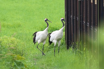 タンチョウ 阿寒国際ツルセンター 2019年7月30日(火)