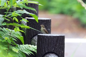 コサメビタキ 阿寒国際ツルセンター 2019年7月30日(火)