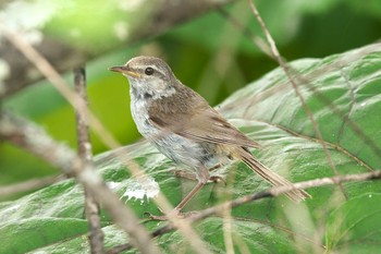 2019年7月30日(火) 阿寒国際ツルセンターの野鳥観察記録