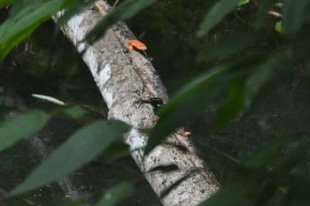 Northern Silvery Kingfisher Raja Sikatuna National Park Fri, 7/19/2019