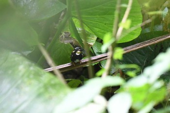 Northern Silvery Kingfisher ラジャ・シカチュナ国立公園 2019年7月19日(金)