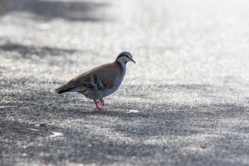 Brush Bronzewing Cheynes Beach Sun, 5/5/2019