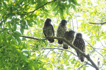 Northern Boobook Kyoto Gyoen Tue, 7/30/2019