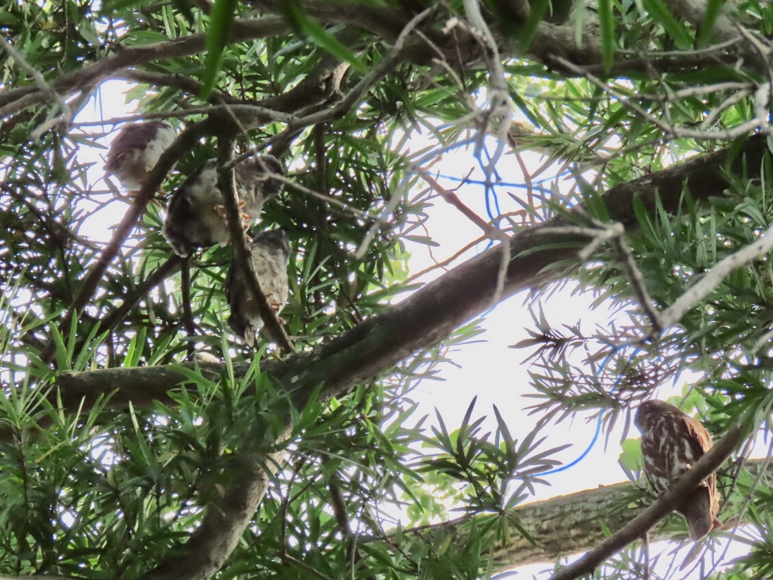 泉南市 アオバズクの写真 by くるみ