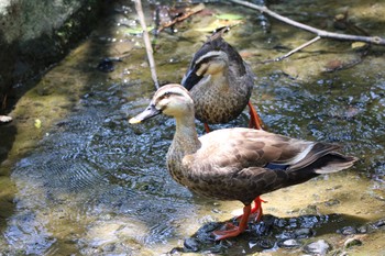 カルガモ 奈良公園 2019年7月25日(木)