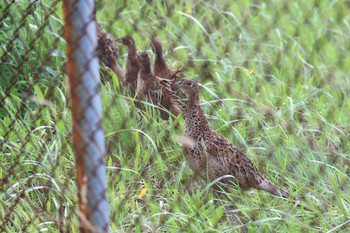 Common Pheasant 北海道　函館市　函館空港脇 Tue, 7/30/2019