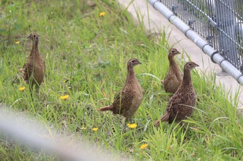 Common Pheasant 北海道　函館市　函館空港脇 Tue, 7/30/2019