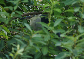 Black-crowned Night Heron 井の頭恩賜公園 Mon, 7/29/2019