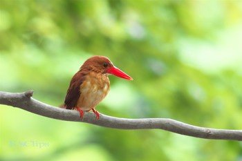 アカショウビン 青森県深浦町 撮影日未設定