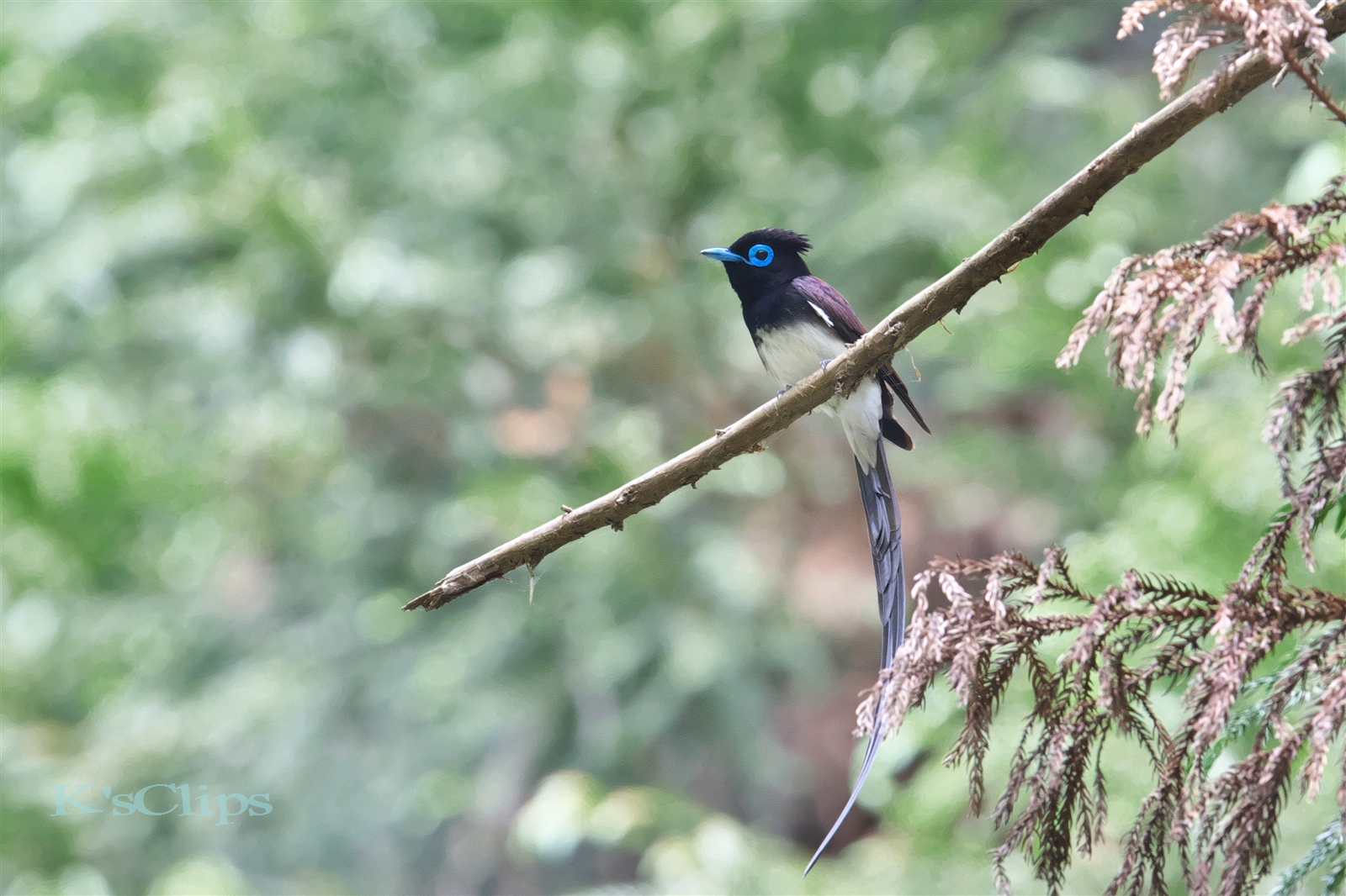 Photo of Black Paradise Flycatcher at 高尾山口駅 by forestone