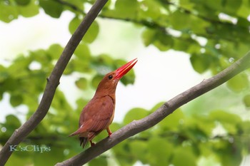 アカショウビン 青森県深浦町 撮影日未設定