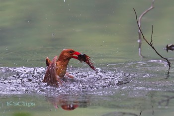 アカショウビン 青森県深浦町 撮影日未設定