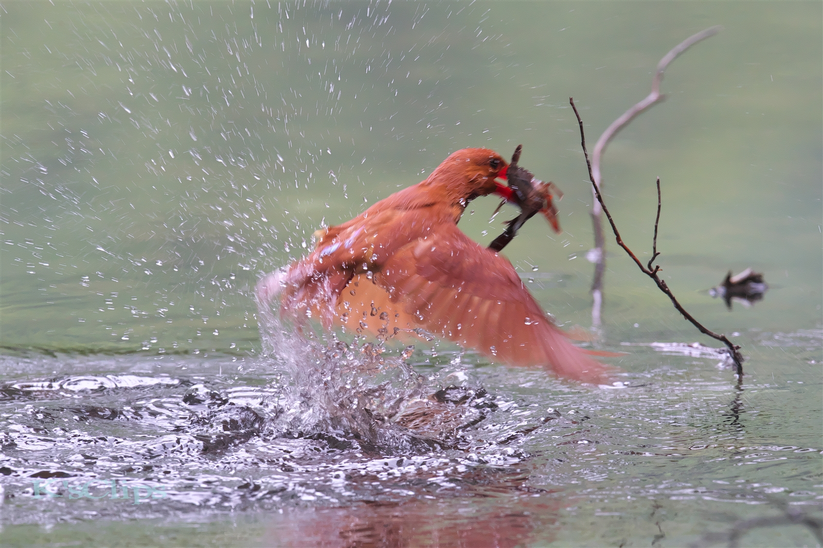 Photo of Ruddy Kingfisher at 青森県深浦町 by forestone