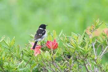 ノビタキ 長野県南諏訪 撮影日未設定