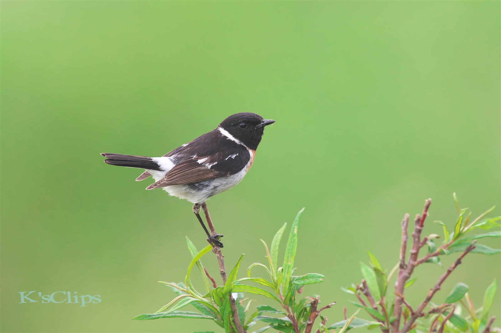 Photo of Amur Stonechat at 長野県南諏訪 by forestone