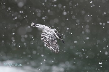 ヤマセミ 神奈川県 撮影日未設定