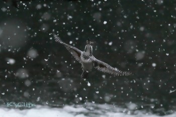 ヤマセミ 神奈川県 撮影日未設定