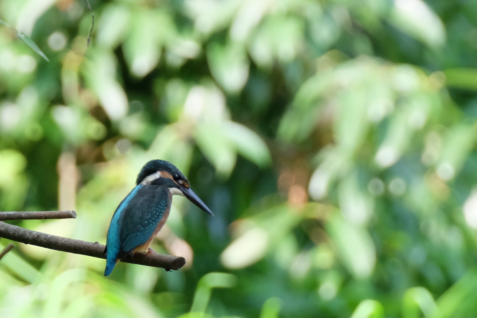 Photo of Common Kingfisher at Kasai Rinkai Park by toru
