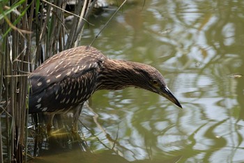 2019年7月31日(水) 葛西臨海公園の野鳥観察記録