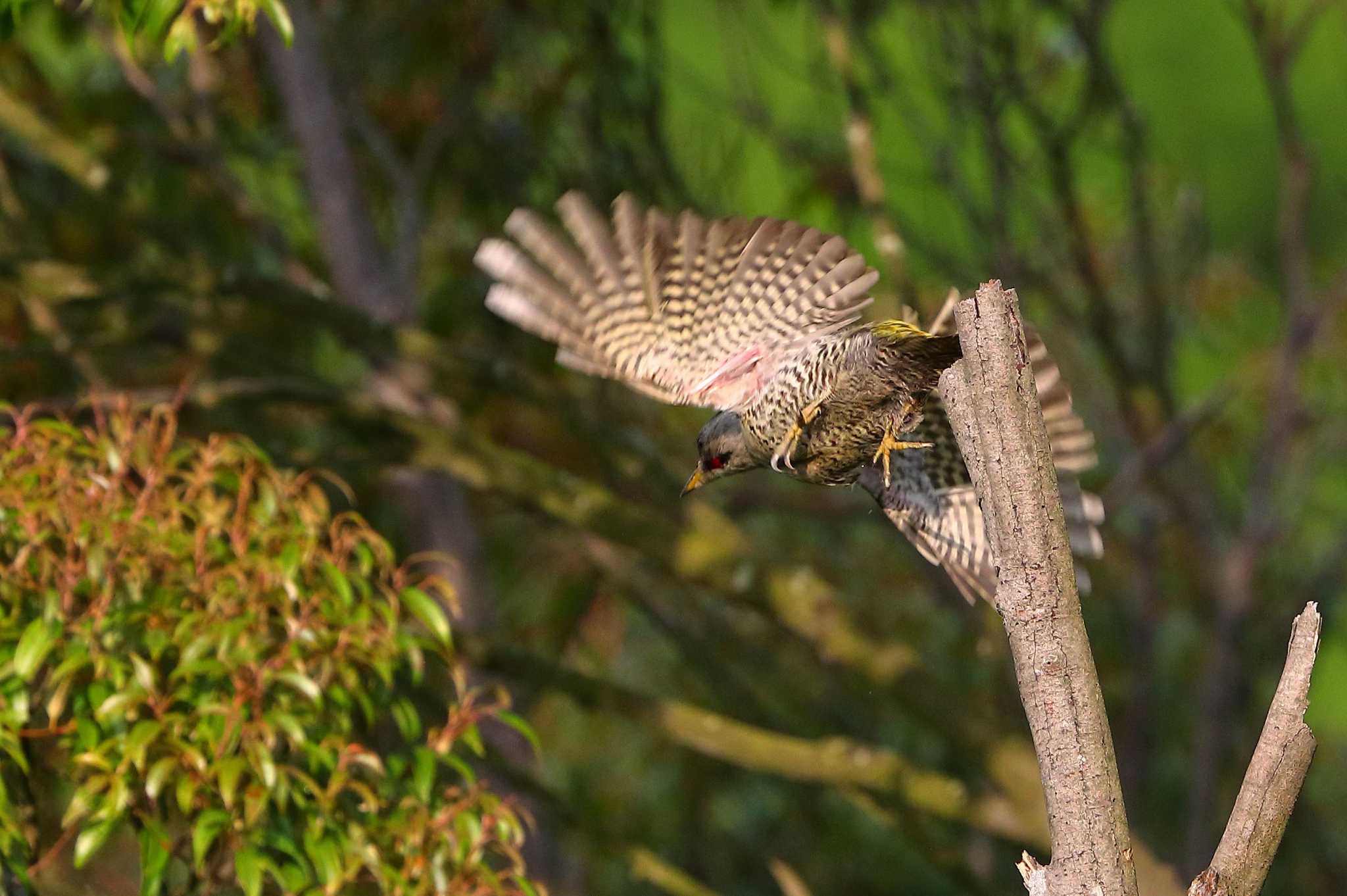 Photo of Japanese Green Woodpecker at  by ma-★kun