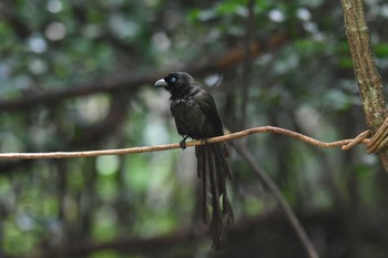 Racket-tailed Treepie Kaeng Krachan National Park Fri, 5/31/2019