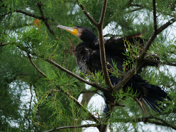 Great Cormorant 井の頭恩賜公園 Mon, 7/29/2019