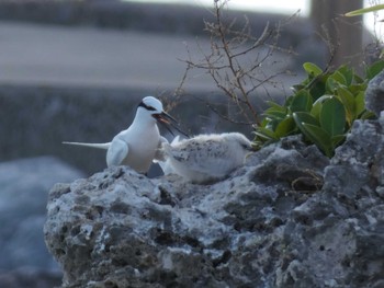 Black-naped Tern Yoron Island Wed, 7/31/2019