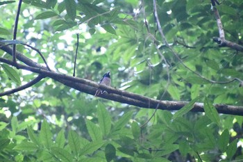 Visayan Broadbill フィリピン　ボホール Sat, 7/20/2019