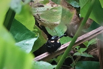 セジロカワセミ ラジャ・シカチュナ国立公園 2019年7月19日(金)