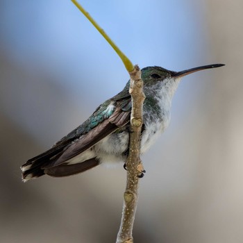 Sapphire-throated Hummingbird El Chiru Tue, 1/8/2019