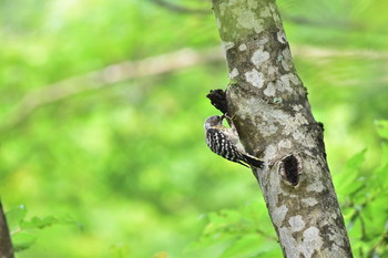 Japanese Pygmy Woodpecker 御殿場市 Sun, 7/28/2019