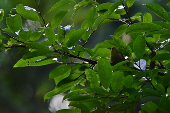 Warbling White-eye Yamanakako Lake Tue, 7/30/2019