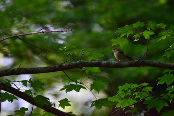 Grey-capped Greenfinch Yamanakako Lake Tue, 7/30/2019