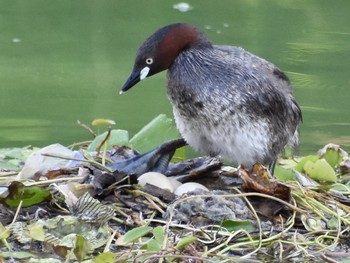 カイツブリ 場所が不明 2019年7月31日(水)