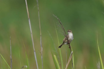 Zitting Cisticola 淀川河川公園 Sun, 7/21/2019