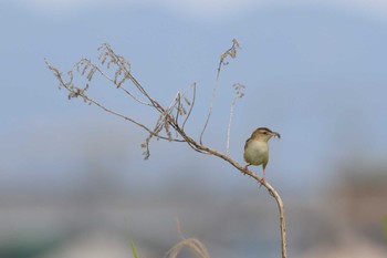 Zitting Cisticola 淀川河川公園 Sun, 7/21/2019