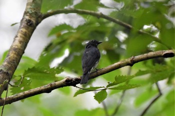 Blue-and-white Flycatcher Lake Kawaguchiko Field Center Thu, 8/1/2019