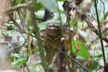 Philippine Frogmouth Raja Sikatuna National Park Sat, 7/20/2019