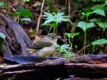 Narcissus Flycatcher 雲仙あざみ谷 Thu, 8/1/2019