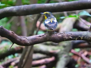 Narcissus Flycatcher 雲仙あざみ谷 Thu, 8/1/2019