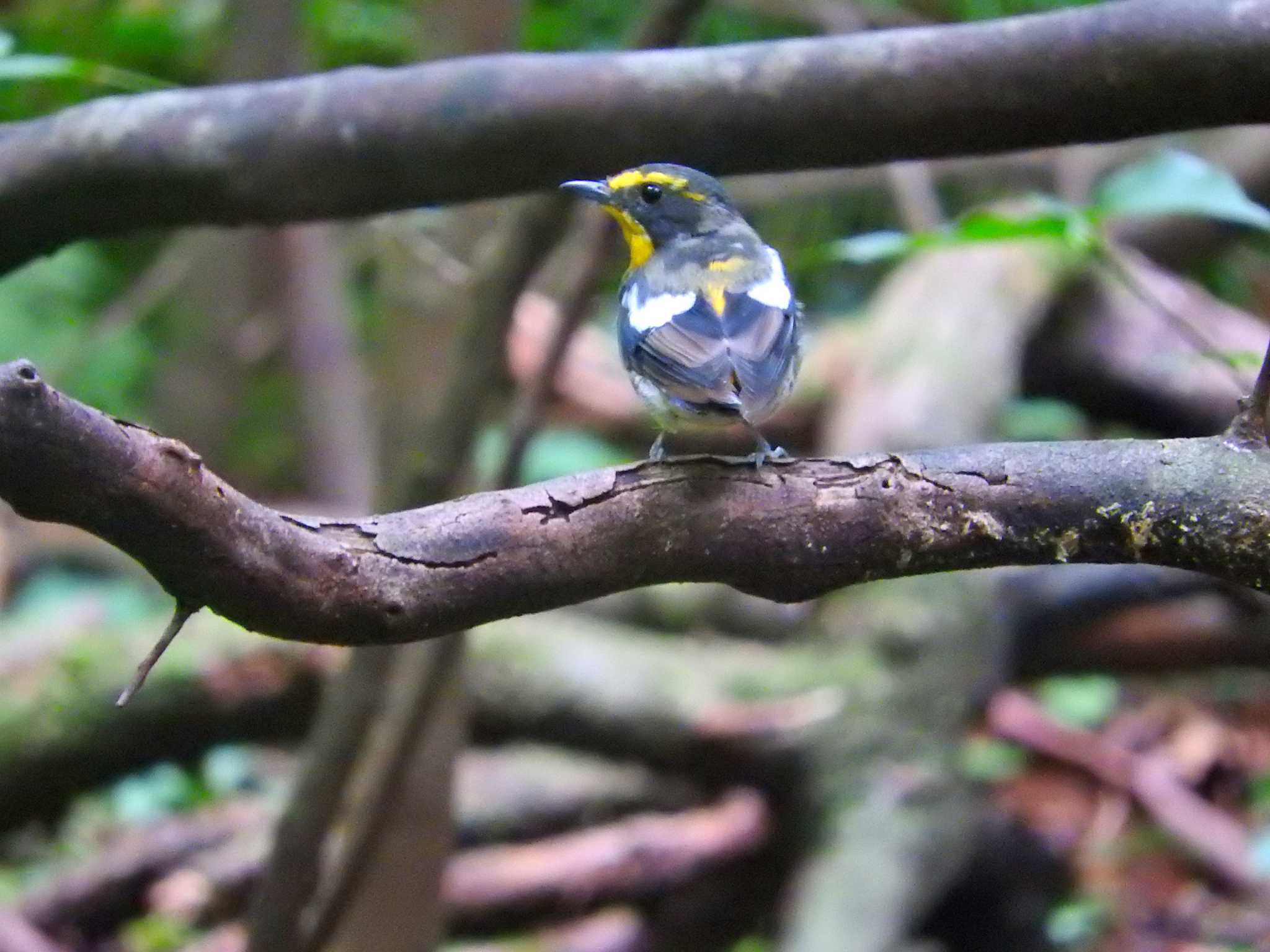 Photo of Narcissus Flycatcher at 雲仙あざみ谷 by M Yama