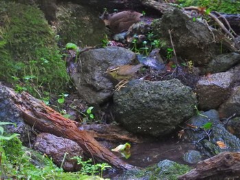 ヤブサメ 雲仙あざみ谷 2019年8月1日(木)