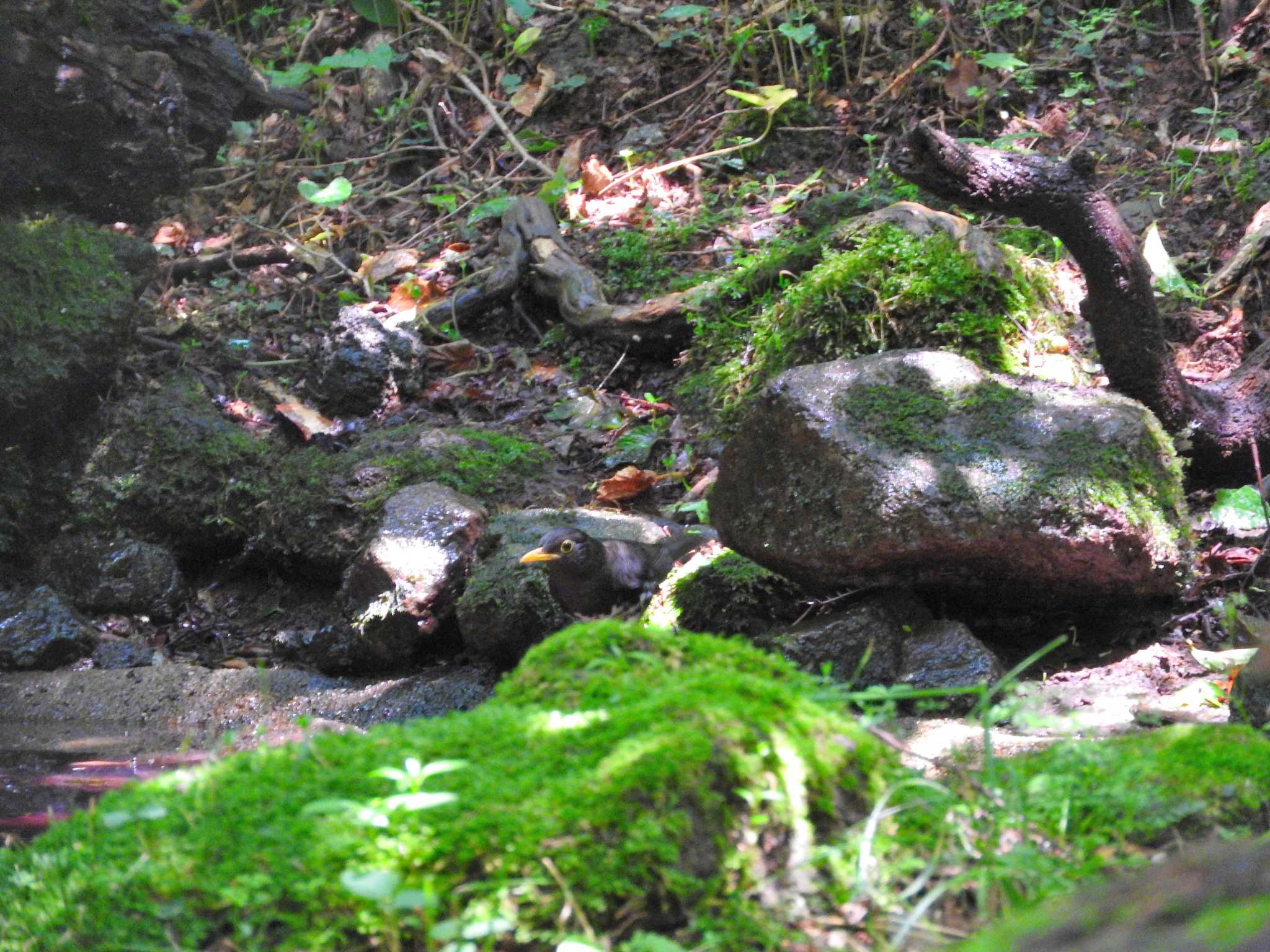 Photo of Japanese Thrush at 雲仙あざみ谷 by M Yama