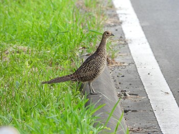 Green Pheasant Inashiki Unknown Date