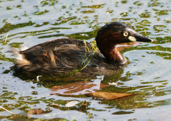 Little Grebe 井の頭恩賜公園 Mon, 7/29/2019