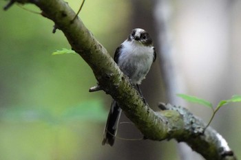 Long-tailed Tit Lake Kawaguchiko Field Center Thu, 8/1/2019