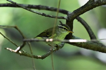 Eastern Crowned Warbler Lake Kawaguchiko Field Center Thu, 8/1/2019